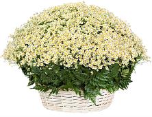 Цветочная композиция из Ромашки в корзине #REPLACE_PRED# Загорянский